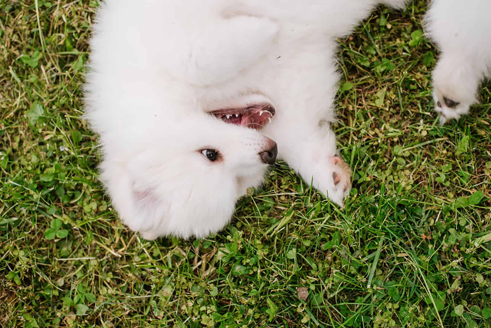 white pomsky puppy lying in the grass