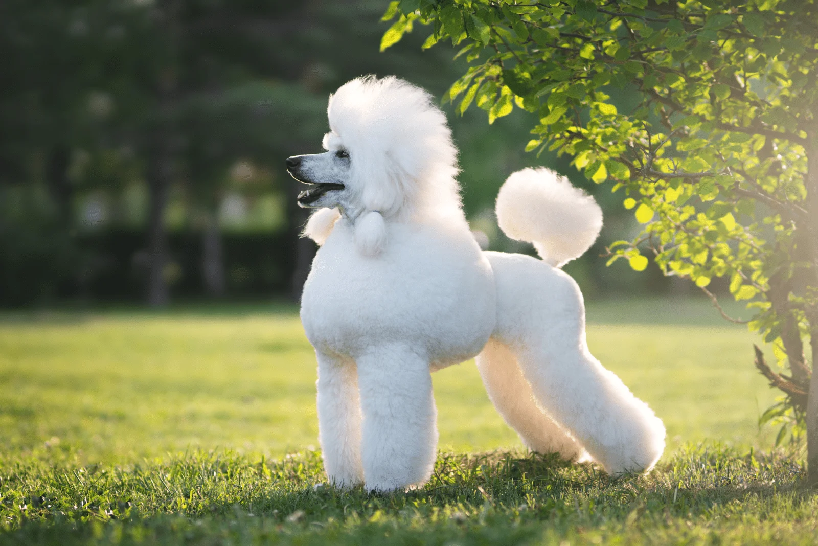 white poodle on the lawn