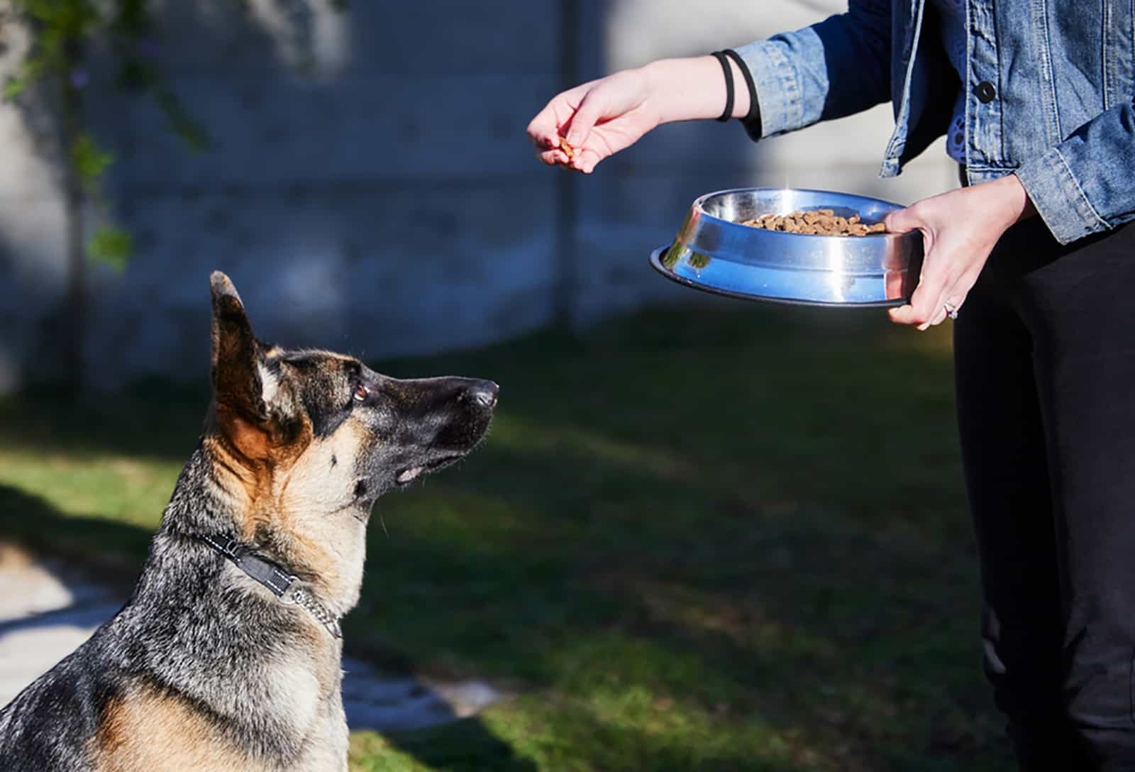 woman feeding her german shepherd with dry food