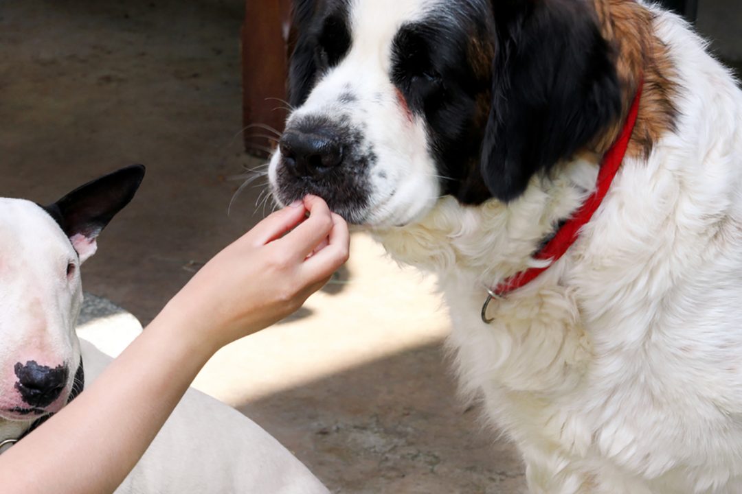 The Saint Bernard Feeding Chart How Much Should They Eat?