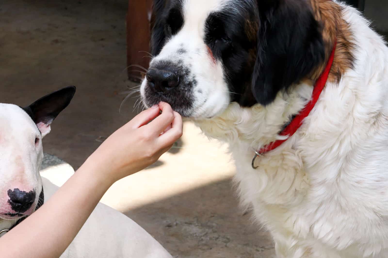 woman feeding saint bernard dog from hand