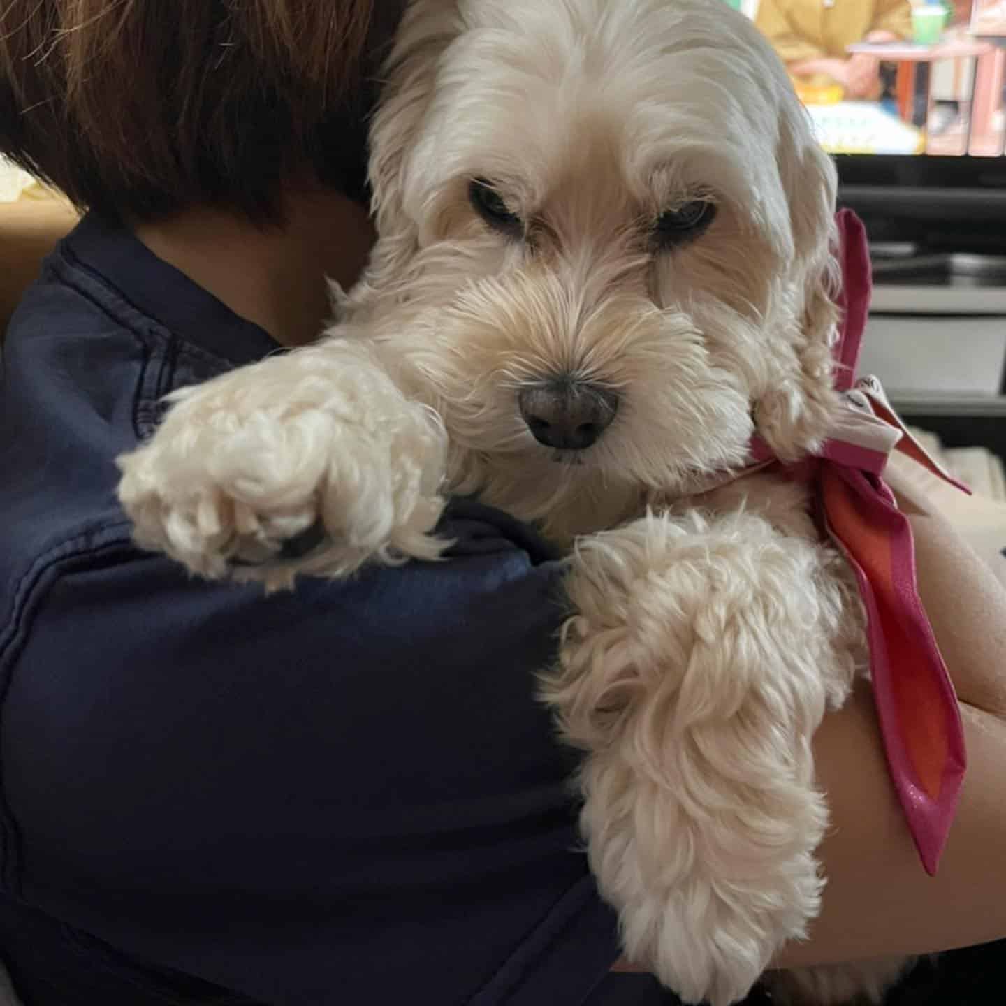 woman holding silky cocker dog on her shoulder