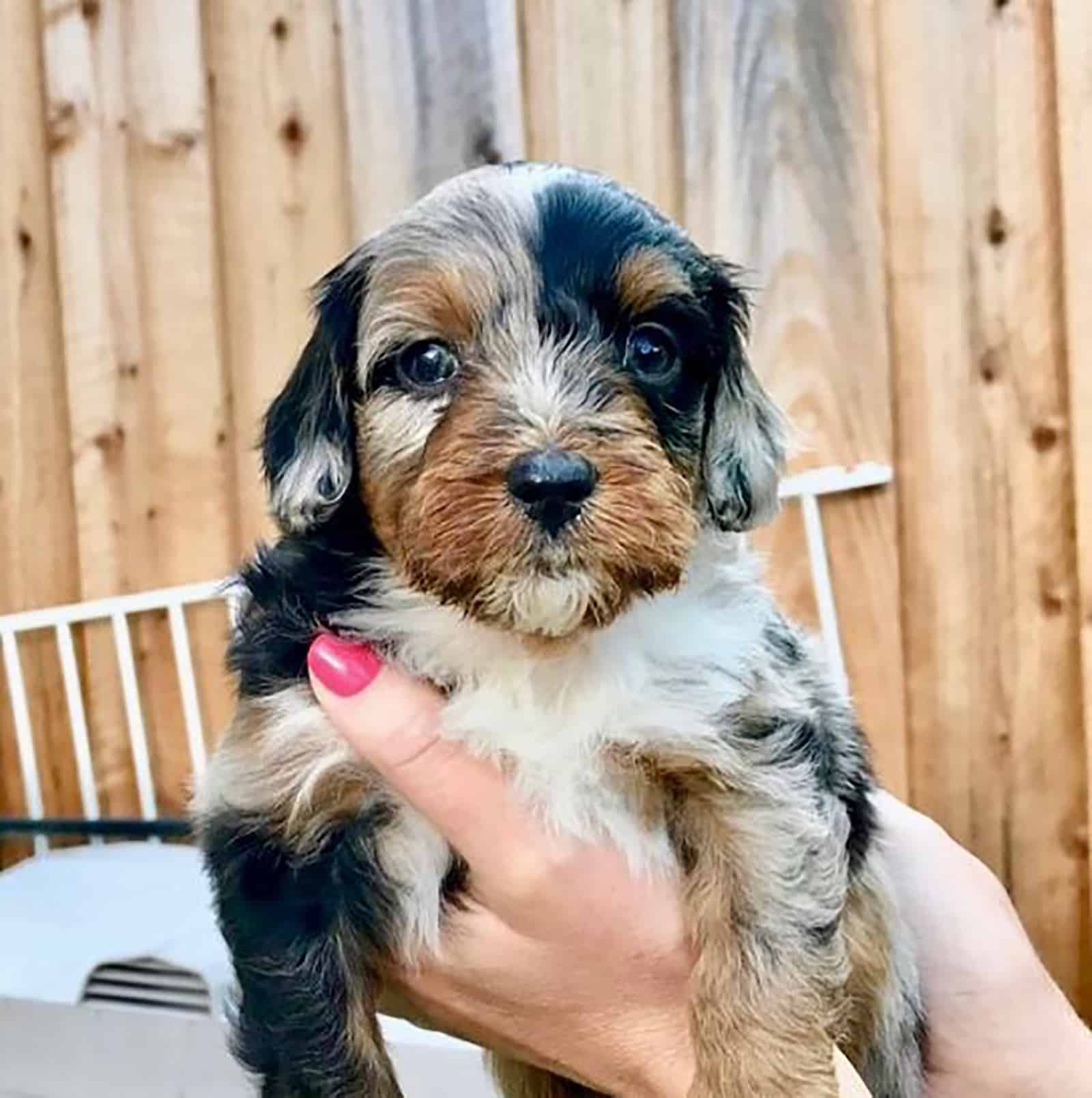 woman holding toy aussiedoodle puppy in her hands