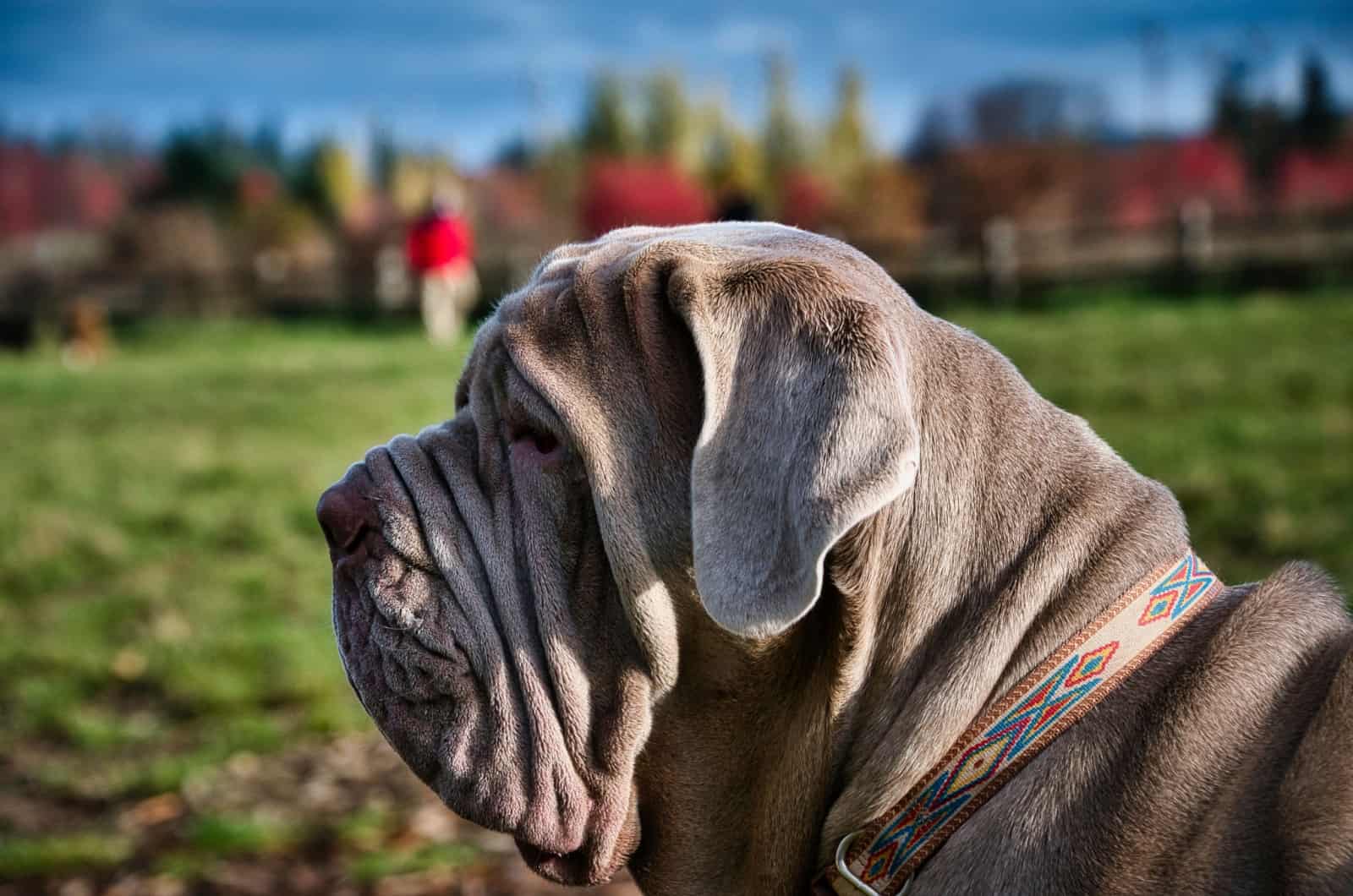 wrinkled neapolitan mastiff