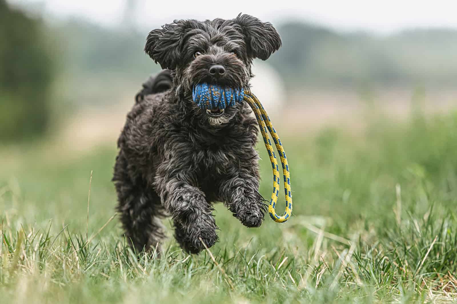 yorkiepoo dog playing on a meadow