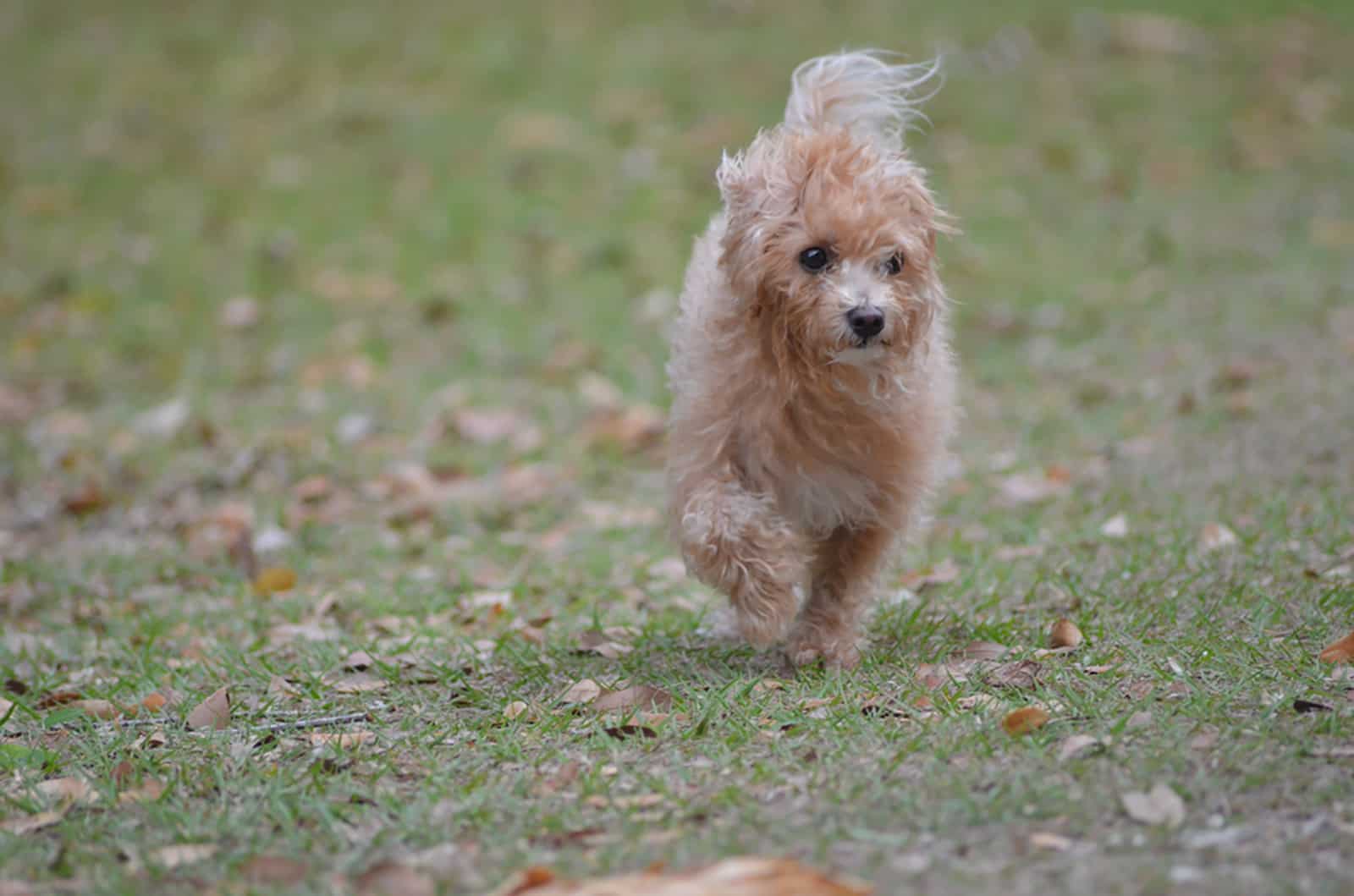 yorkiepoo dog running on a meadow