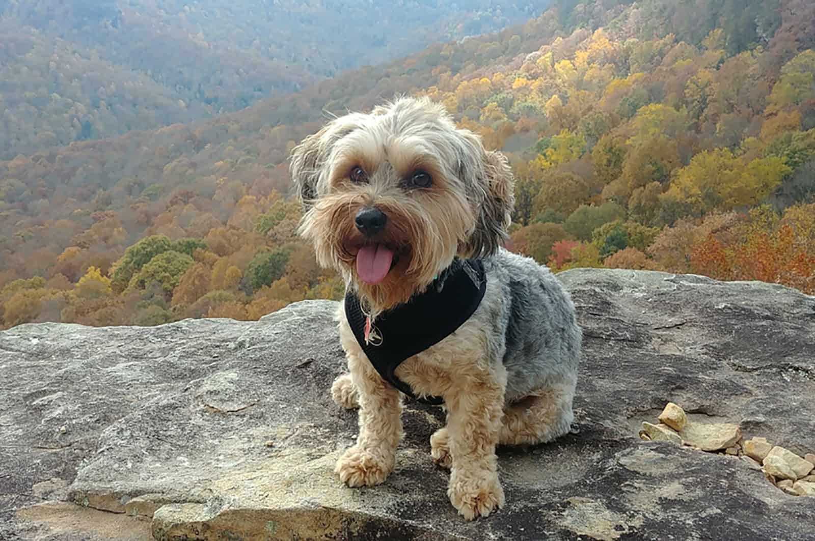 yorkiepoo dog sitting on a rock