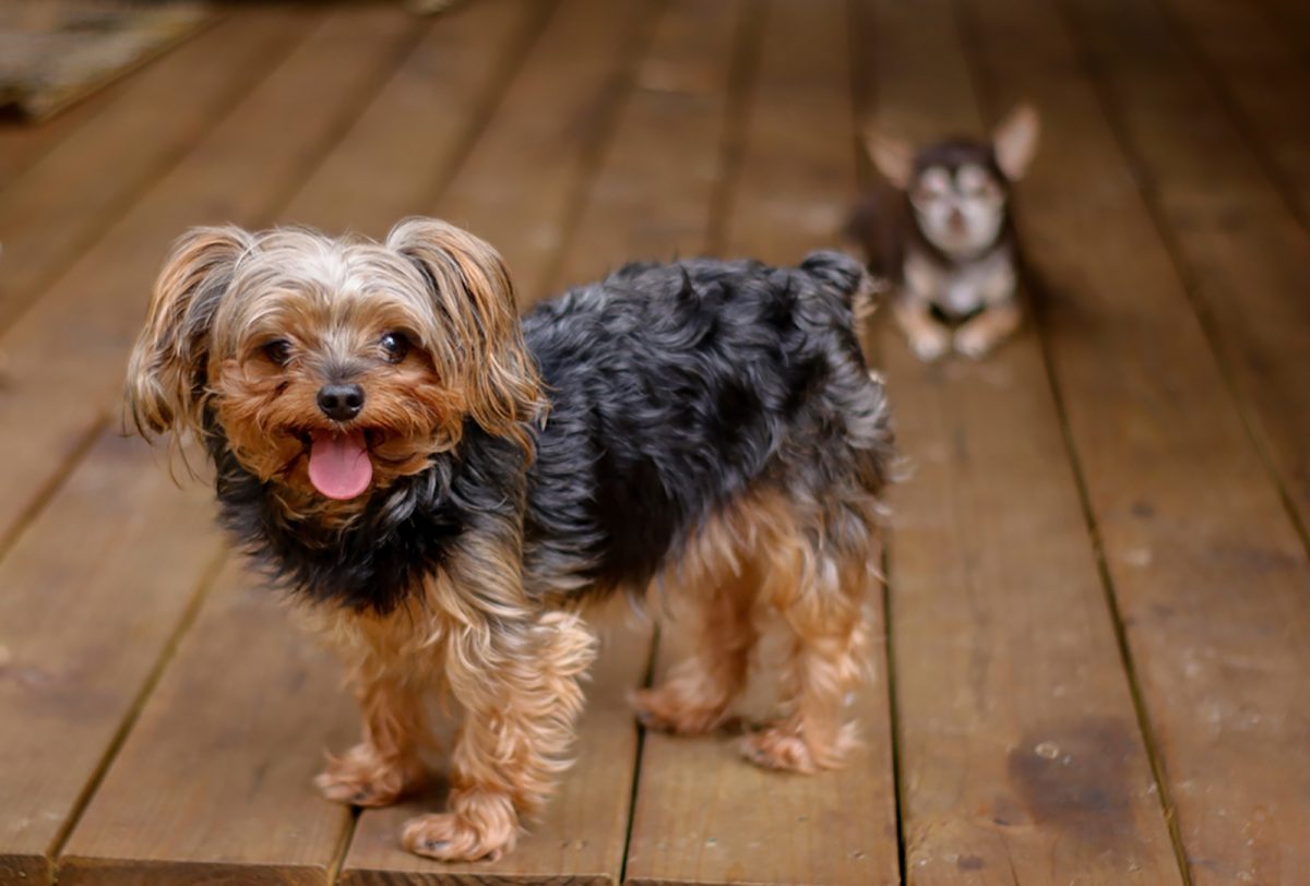9 Best Yorkiepoo Breeders in the U.S.