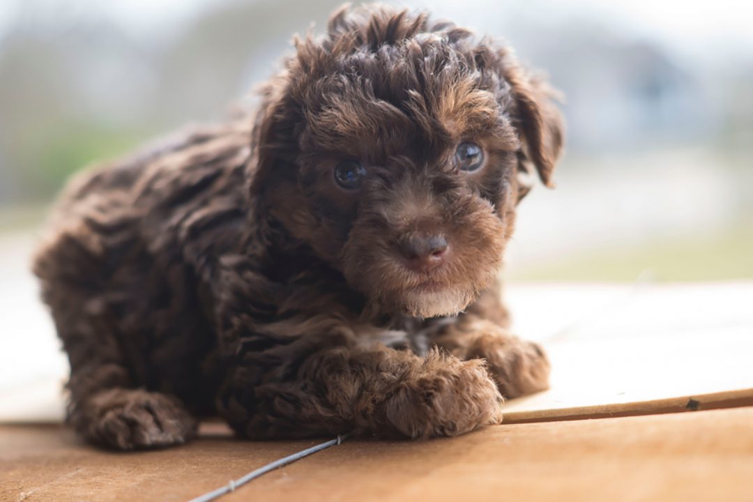 9 Best Yorkiepoo Breeders in the U.S.