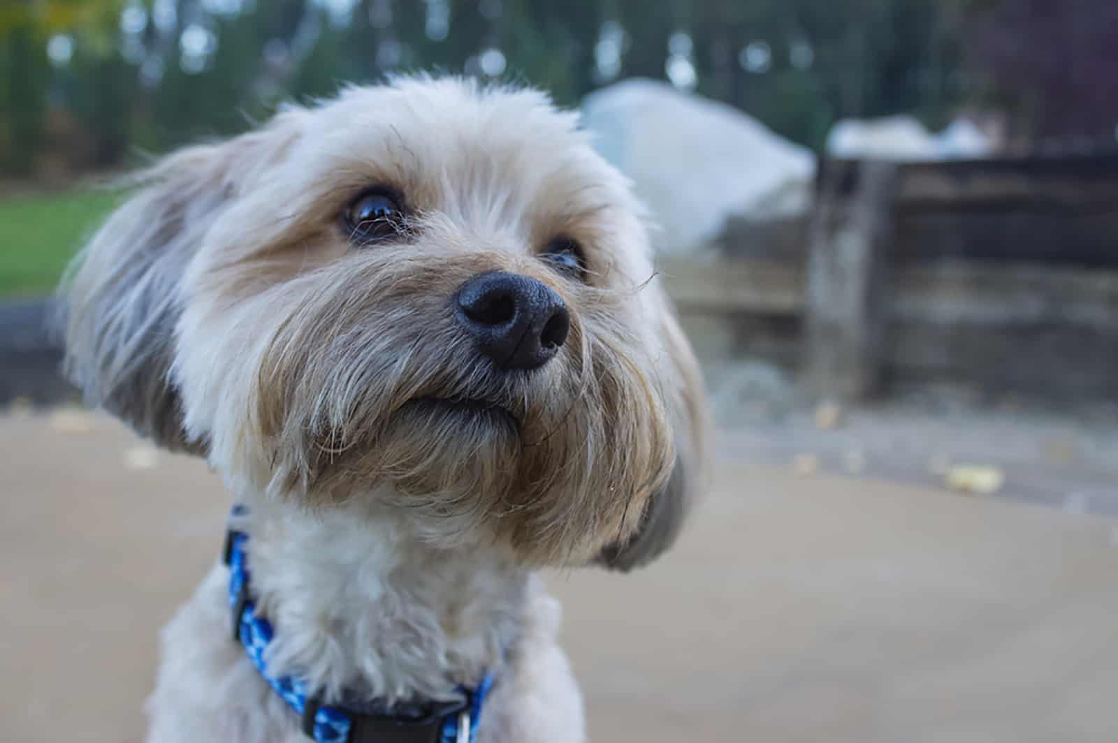 yorkiepoo with curiosity look in the park