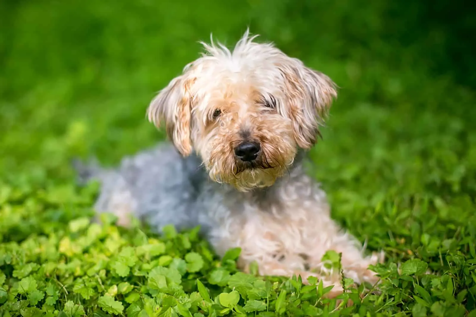 yorkipoo dog sitting lying down in the grass