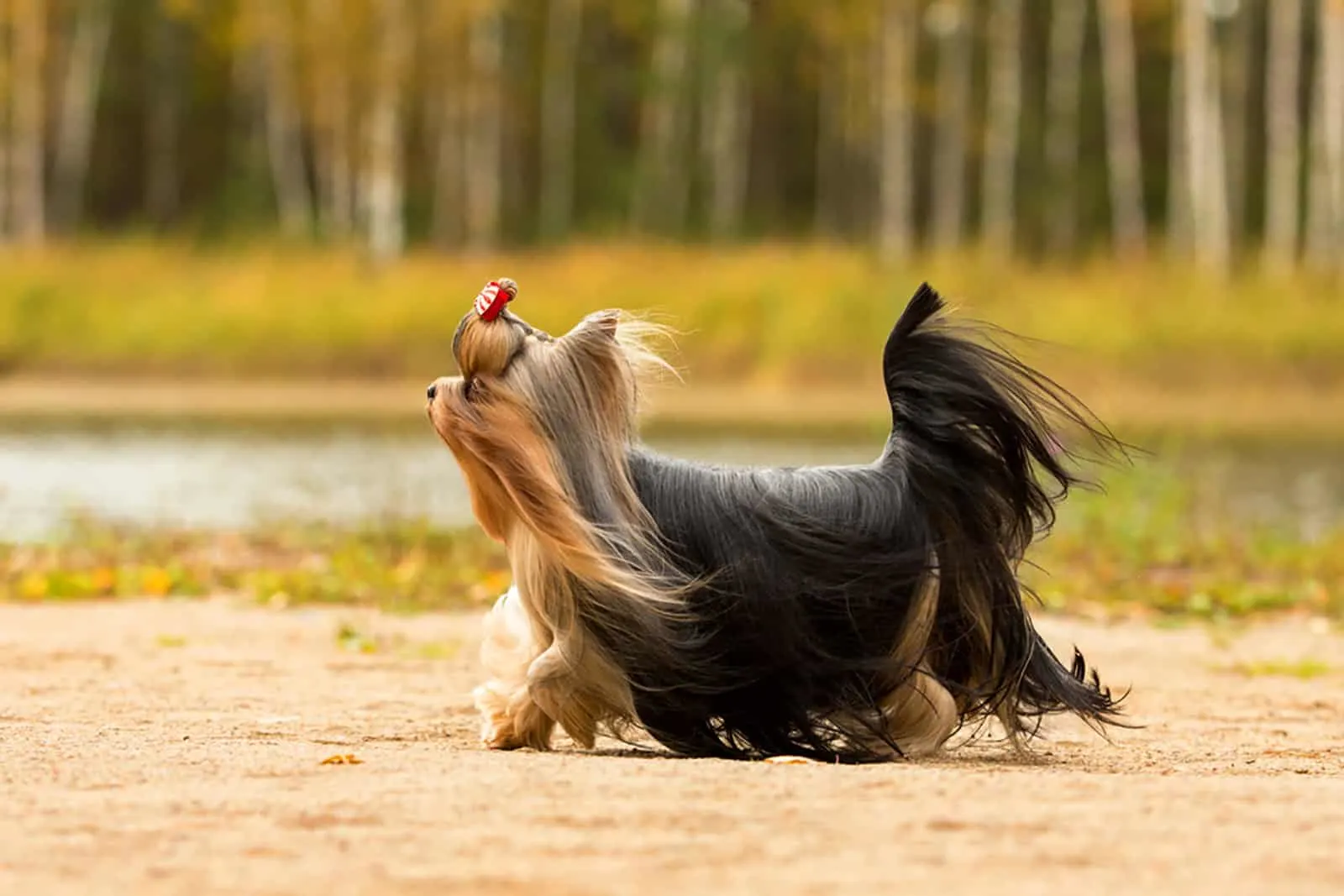yorkshire terrier dog running in the park