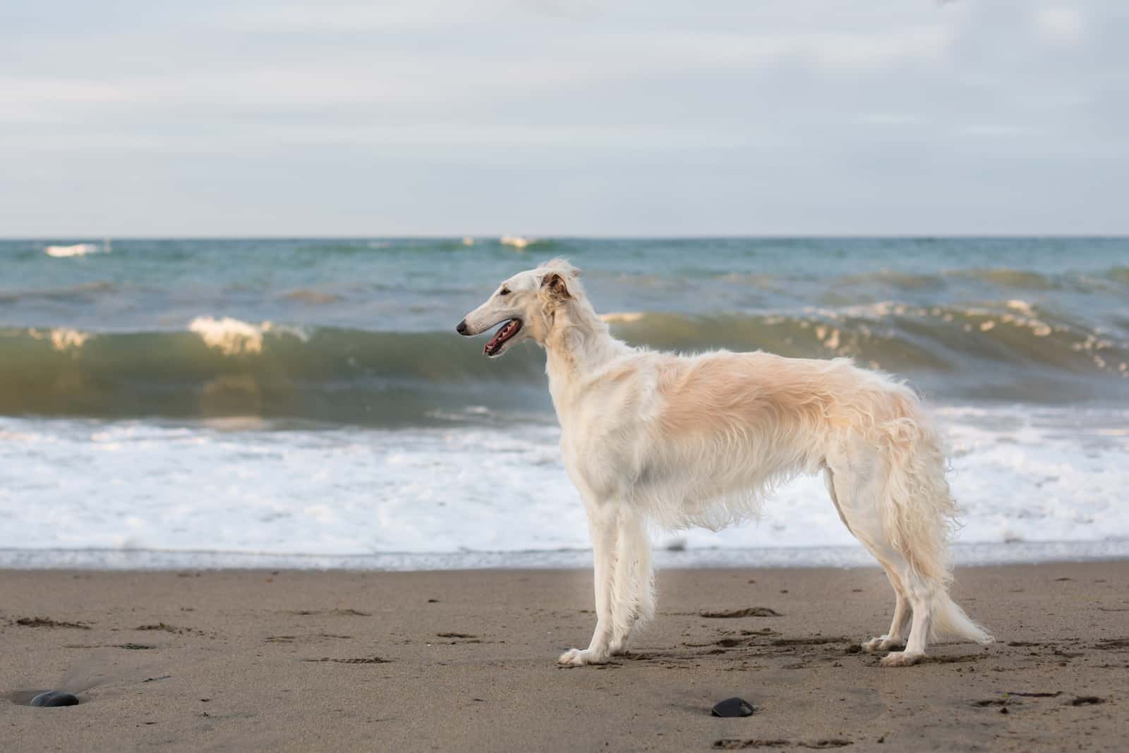 young wet Russian Borzoi dog standing at the seaside