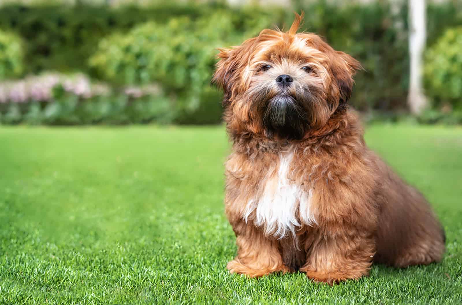 zuchon puppy in the garden