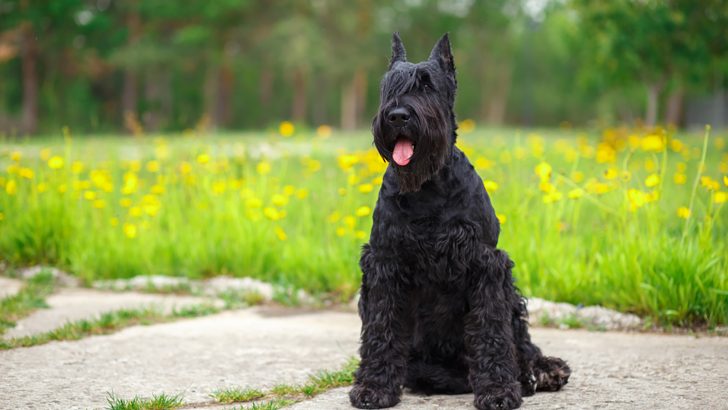 10 Best Giant Schnauzer Breeders In the USA