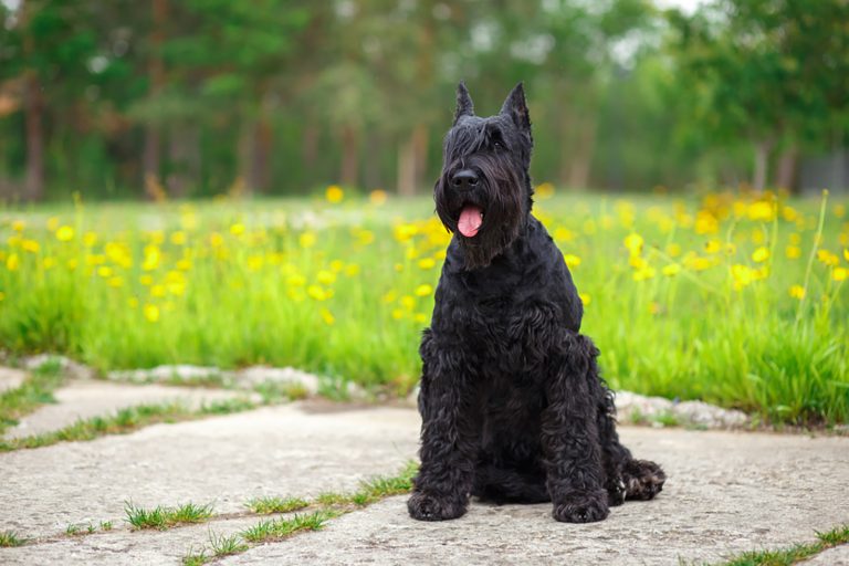 giant schnauzer dog