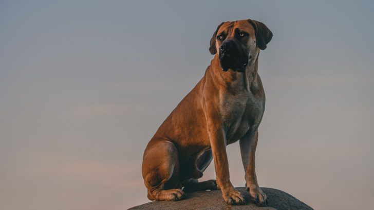 10 Boerboel Mixes That Will Surprise You