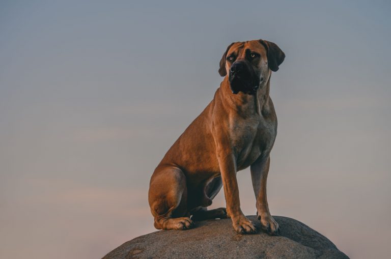 african boerboel