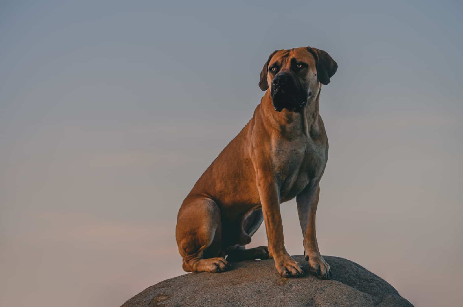 are boerboel hypoallergenic