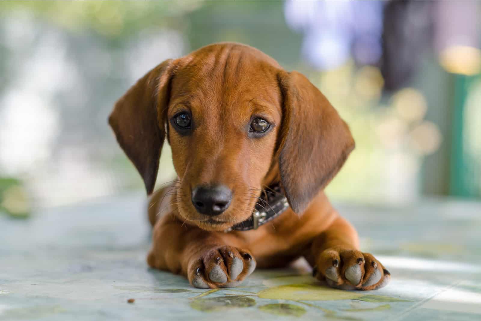 cute dachshund laying on the floor