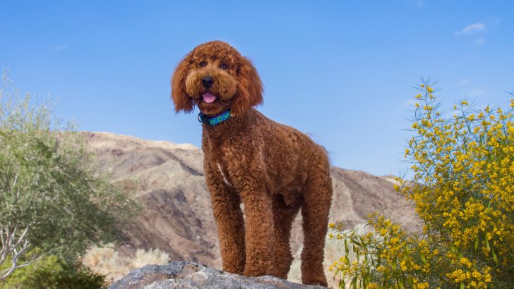 10 Labradoodle Breeders In U.S. That You Can Trust