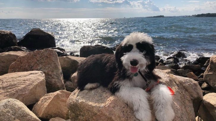 10 Mini Sheepadoodle Breeders In Whom You Can Trust