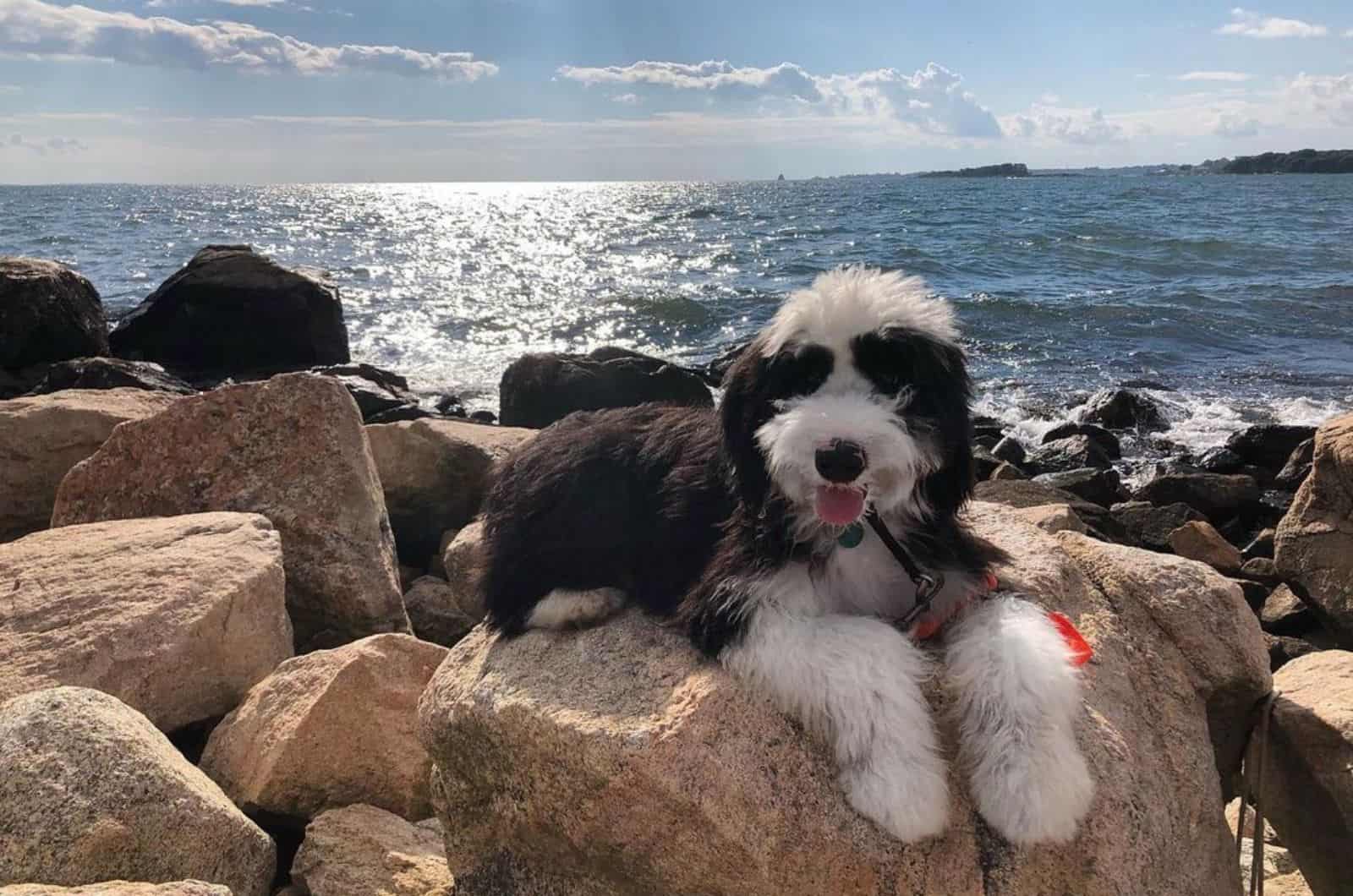 mini sheepadoodle