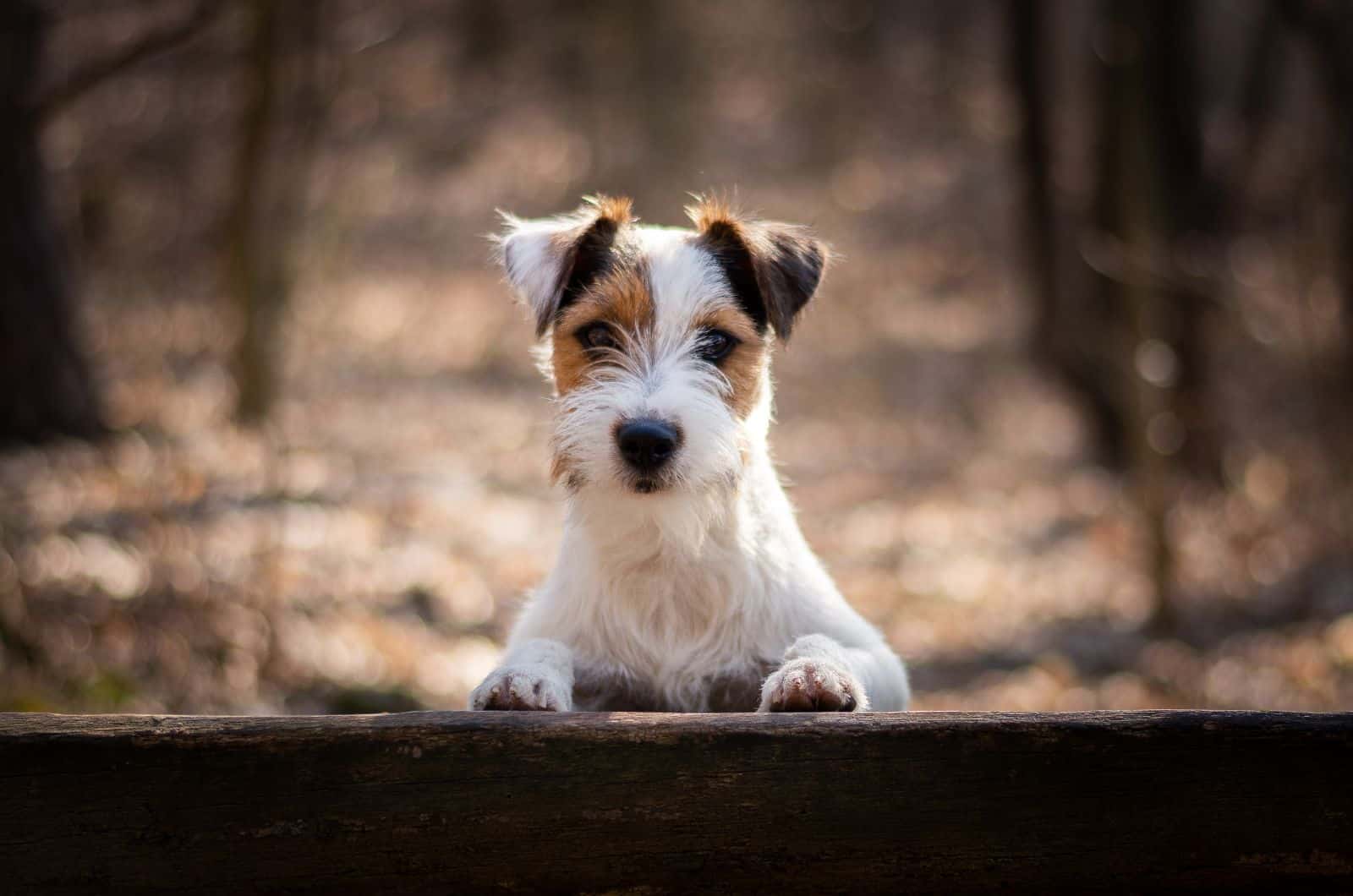 10 Most Reputable Parson Russell Terrier Breeders In The USA