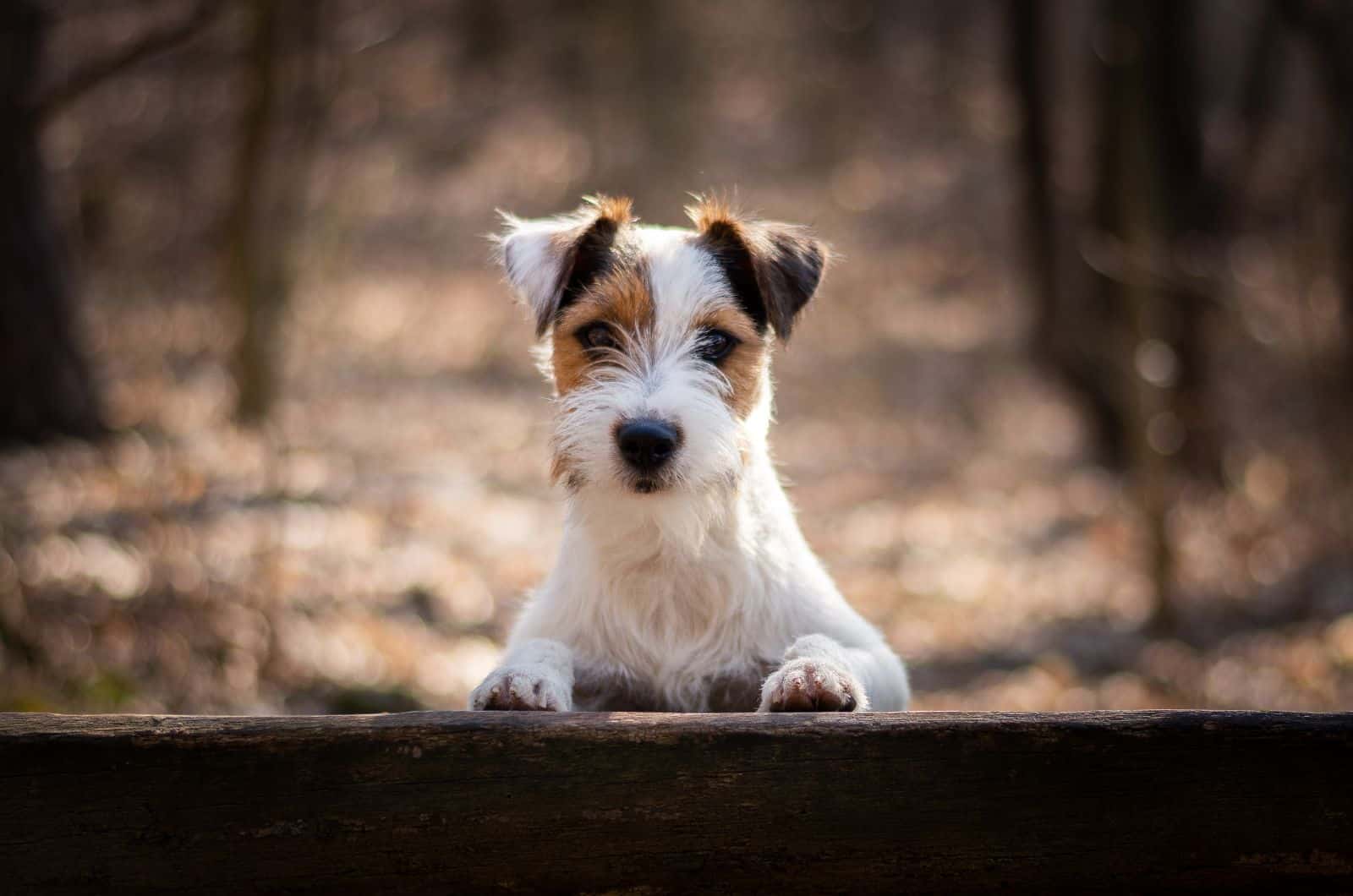 Parson Russell Terrier posing for photo