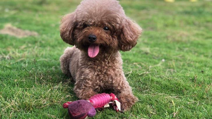 10 Poodle Breeders In Virginia For A Curlier Life