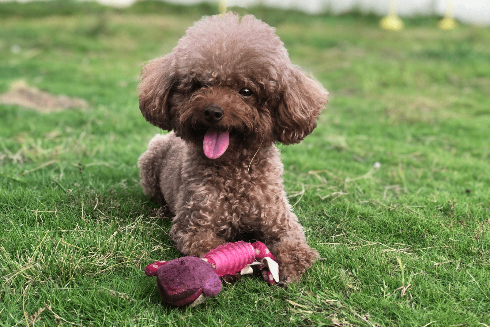 10 Poodle Breeders In Virginia For A Curlier Life