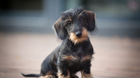10 Reputable Wire Haired Dachshund Breeders In The U.S.