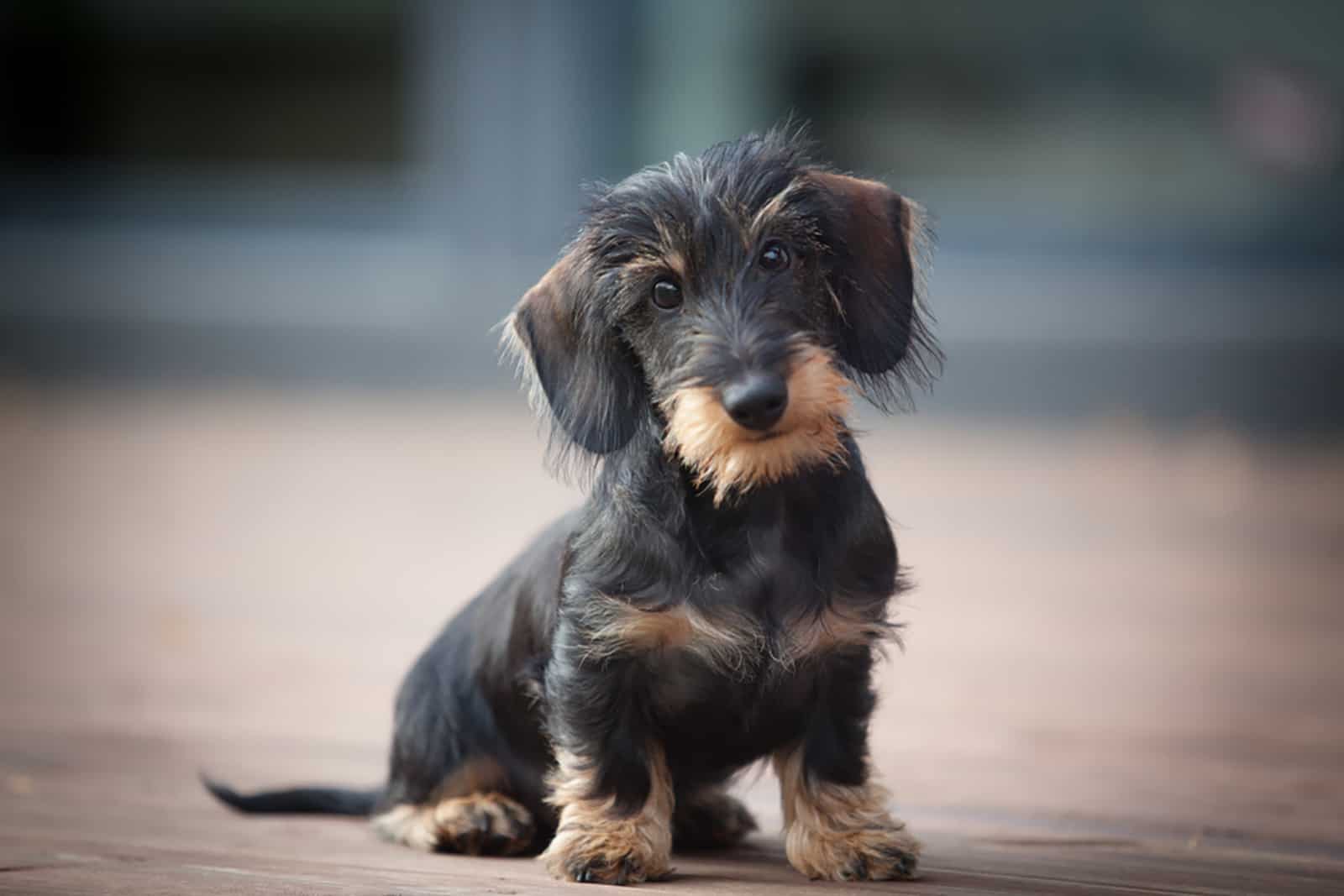 wire haired miniature dachshund puppy