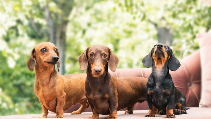 11 Best Dachshund Breeders In Michigan To Trust