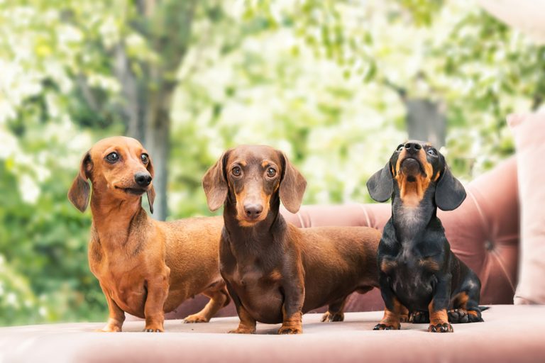 three dachshund dogs