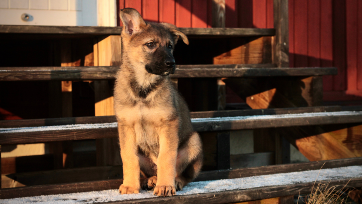 11 Best German Shepherd Breeders In Tennessee