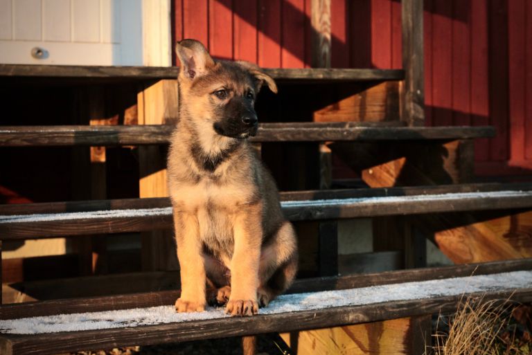 German Shepherd Puppy sitting on wooden steps