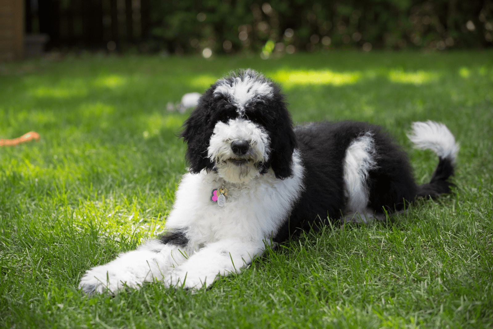 Sheepadoodle is lying down and resting