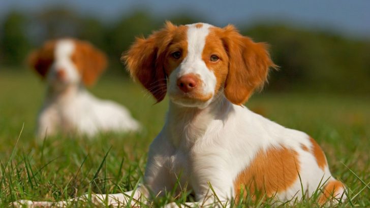 11 Brittany Spaniel Breeders In U.S.: Quality Comes First