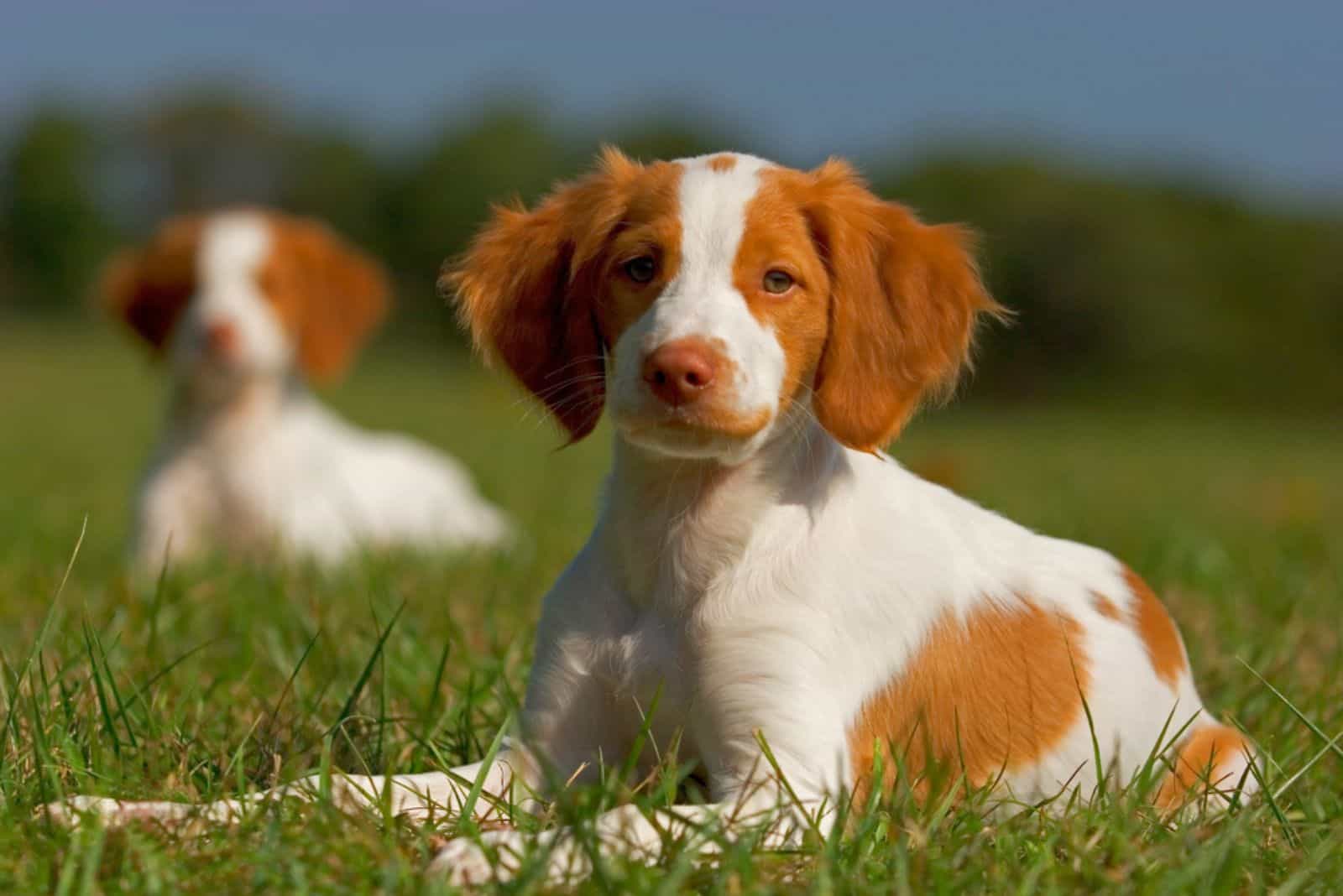 two brittany spaniel puppies