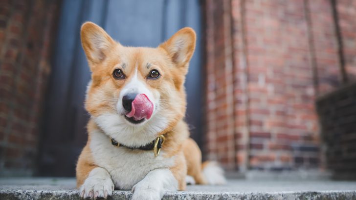11 Reasons Why Dog Keeps Licking Lips & Tips How You Can Help