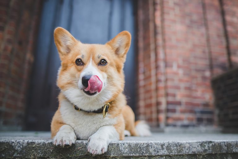 pembroke dog laying down on the stairs and licking lips