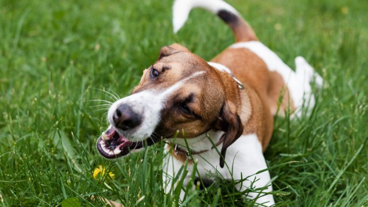 11 Reasons Why Is Dog Suddenly Eating Grass Like Crazy