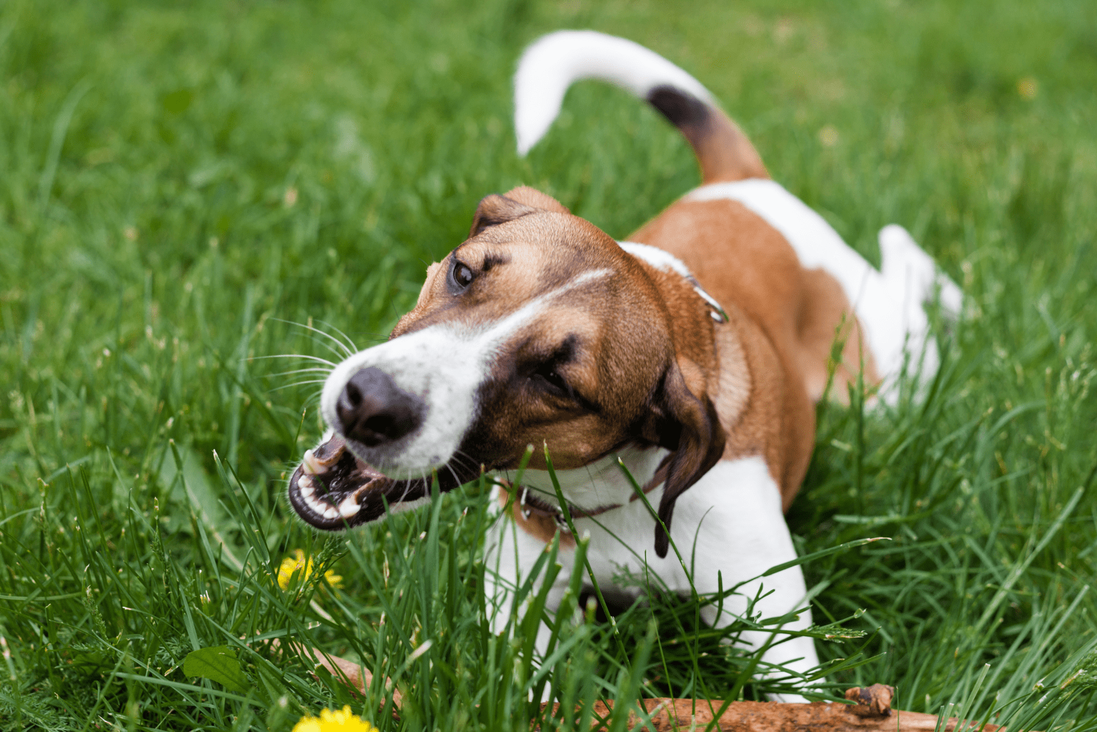 dog Jack Russell Terrier eats grass