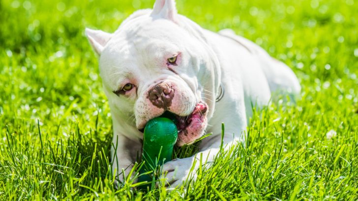 12 Best Toys For American Bully Of All Ages