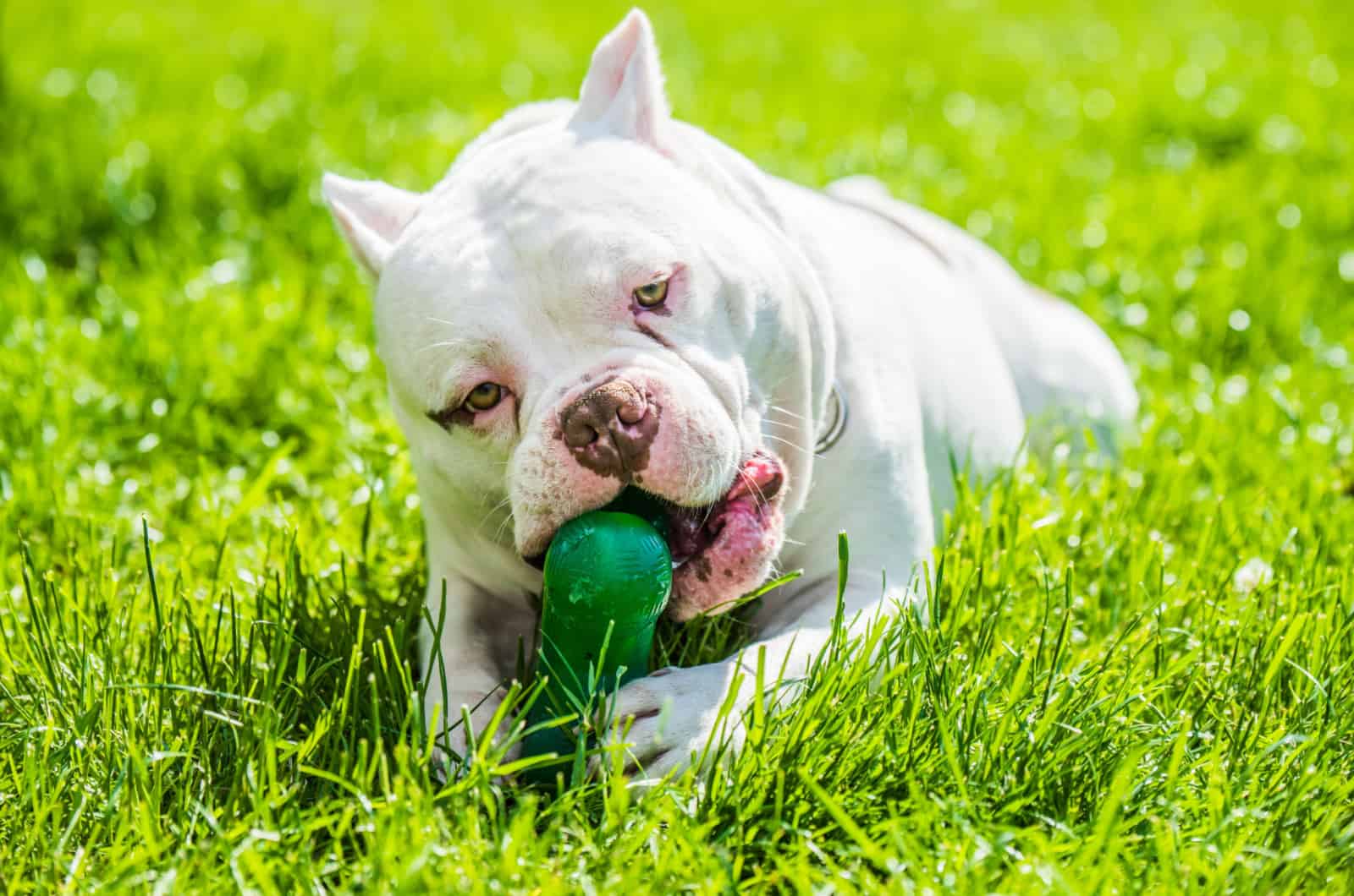 american bully chewing a toy