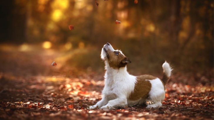 12 Jack Russell Terrier Colors And Patterns For Everyone