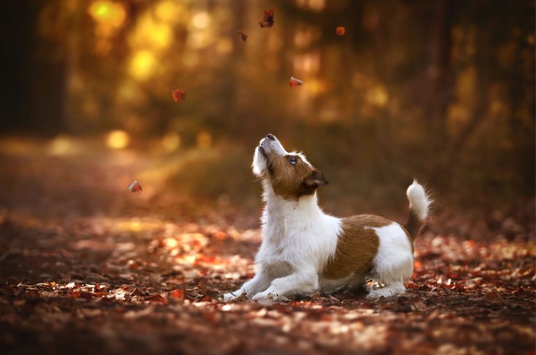 jack russell terrier playing