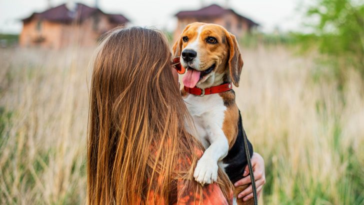 13 Best Beagle Breeders In Florida