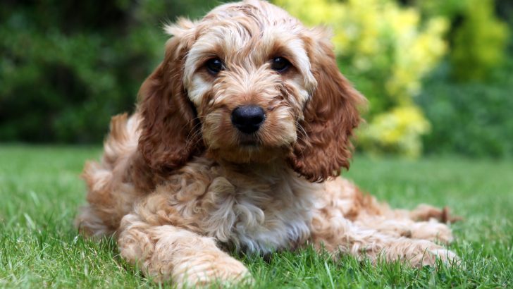13 Best Cockapoo Breeders In California